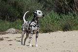 DALMATIEN 291